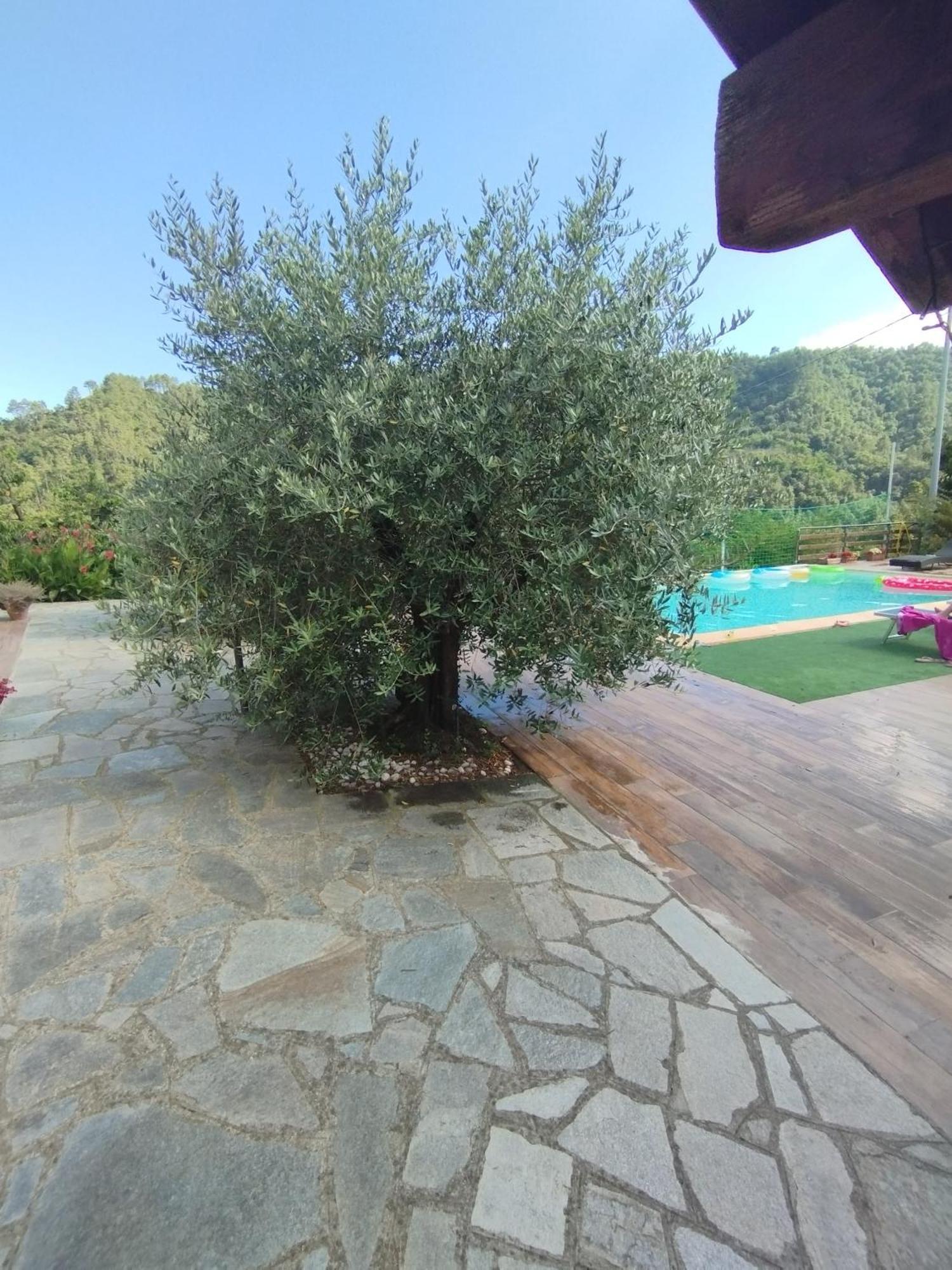 Villa Degli Ulivi Tivegna Dış mekan fotoğraf